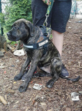 Adjustable Harness For All Sizes Dogs