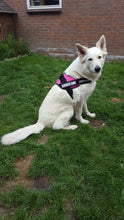 Adjustable Harness For All Sizes Dogs